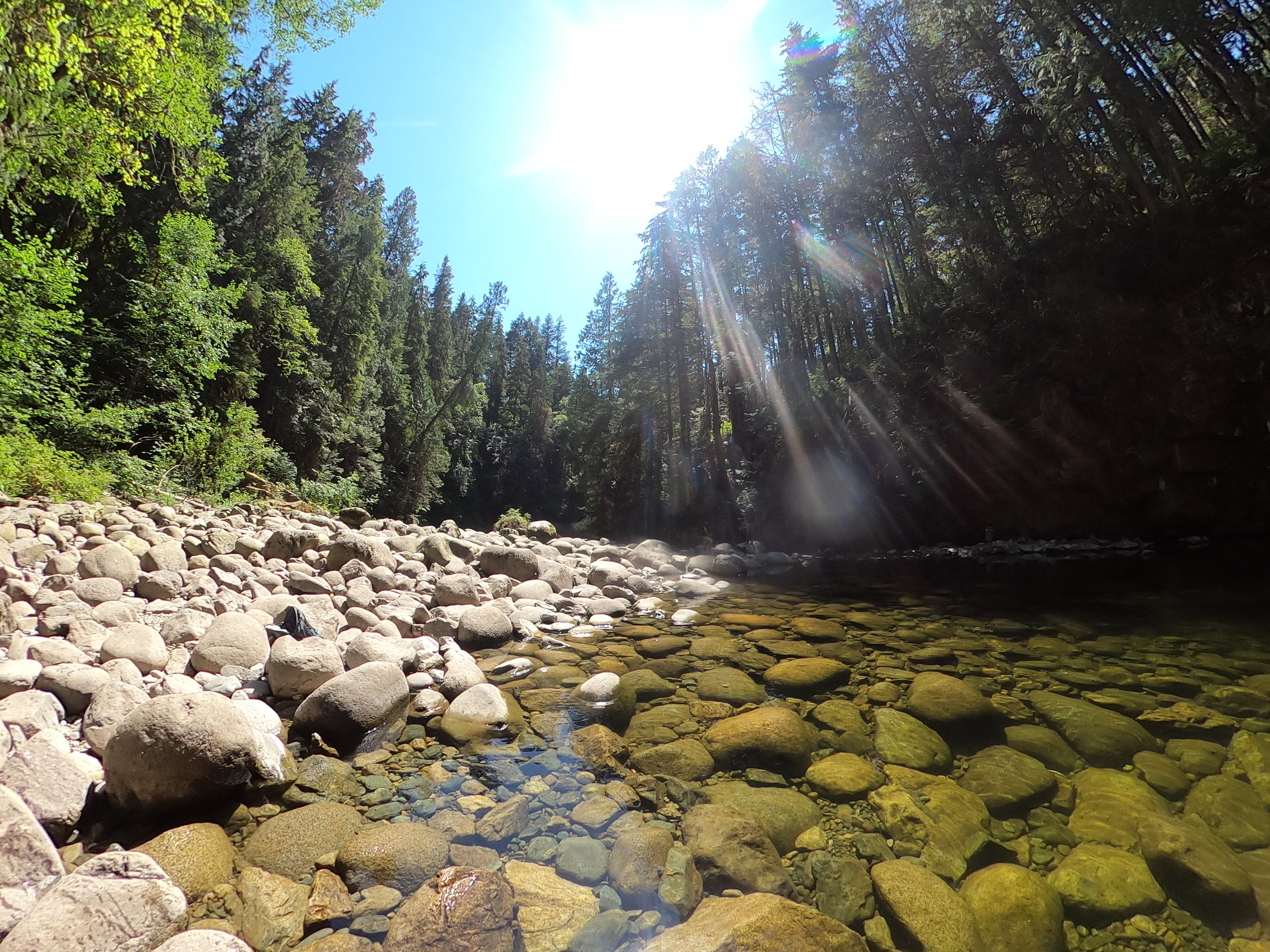 Sunlight on a river surrounded by a green forest