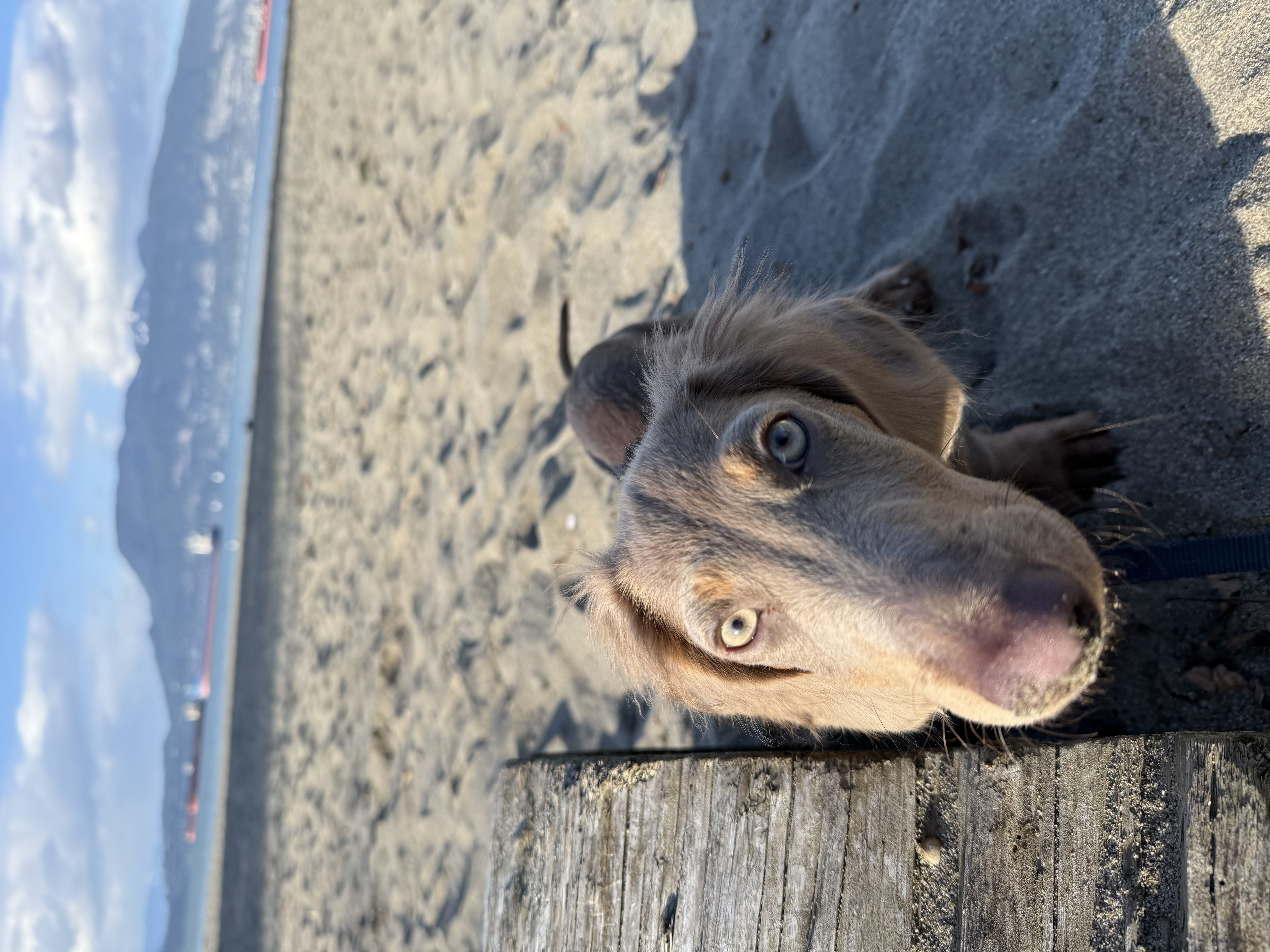 Tango at Jericho Beach, with sand on his nose